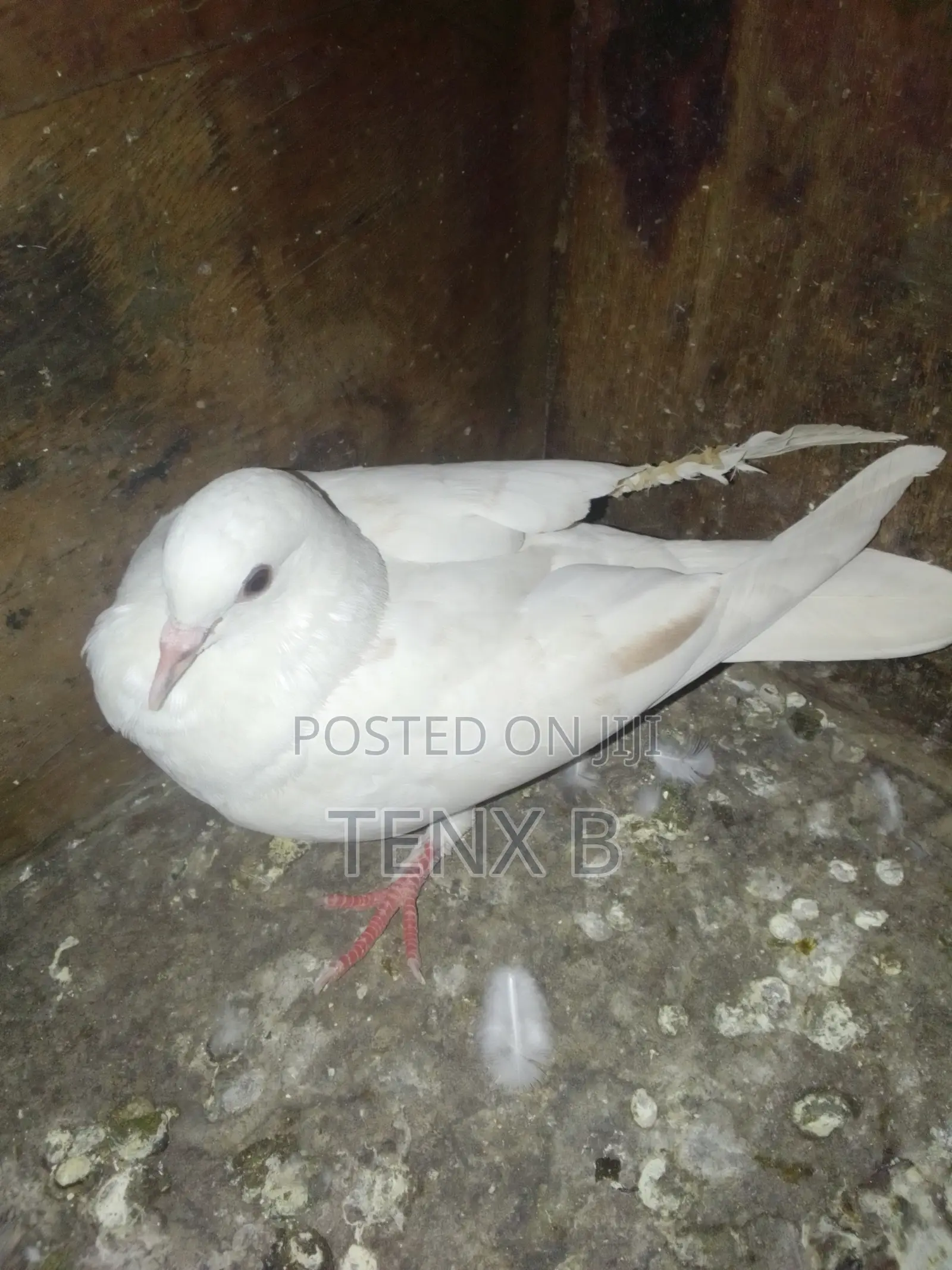 Top Quality/Gorgeous/Normal Pigeons : ገራሚ ገራሚ እርግቦች በብዛት
