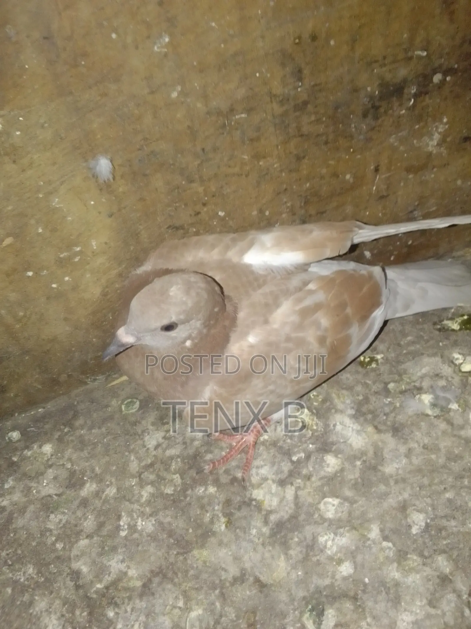 Top Quality/Gorgeous/Normal Pigeons : ገራሚ ገራሚ እርግቦች በብዛት