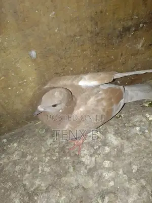 Top Quality/Gorgeous/Normal Pigeons : ገራሚ ገራሚ እርግቦች በብዛት