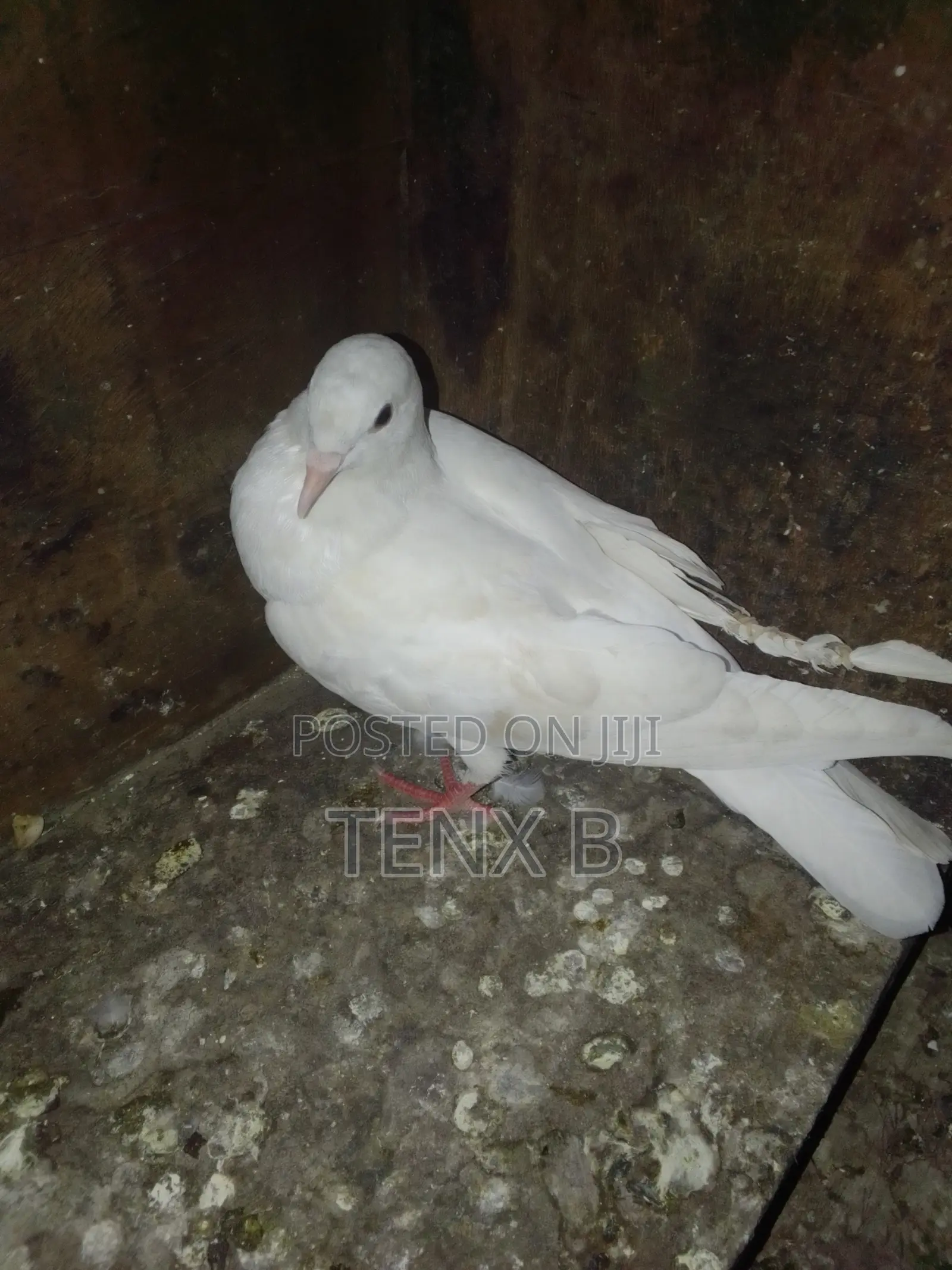 Top Quality/Gorgeous/Normal Pigeons : ገራሚ ገራሚ እርግቦች በብዛት