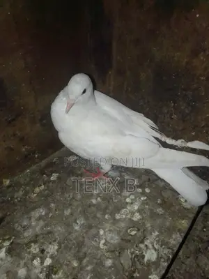 Top Quality/Gorgeous/Normal Pigeons : ገራሚ ገራሚ እርግቦች በብዛት