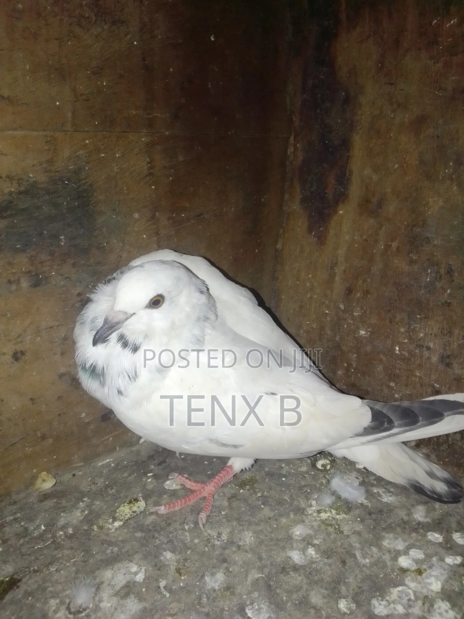 Top Quality/Gorgeous/Normal Pigeons : ገራሚ ገራሚ እርግቦች በብዛት