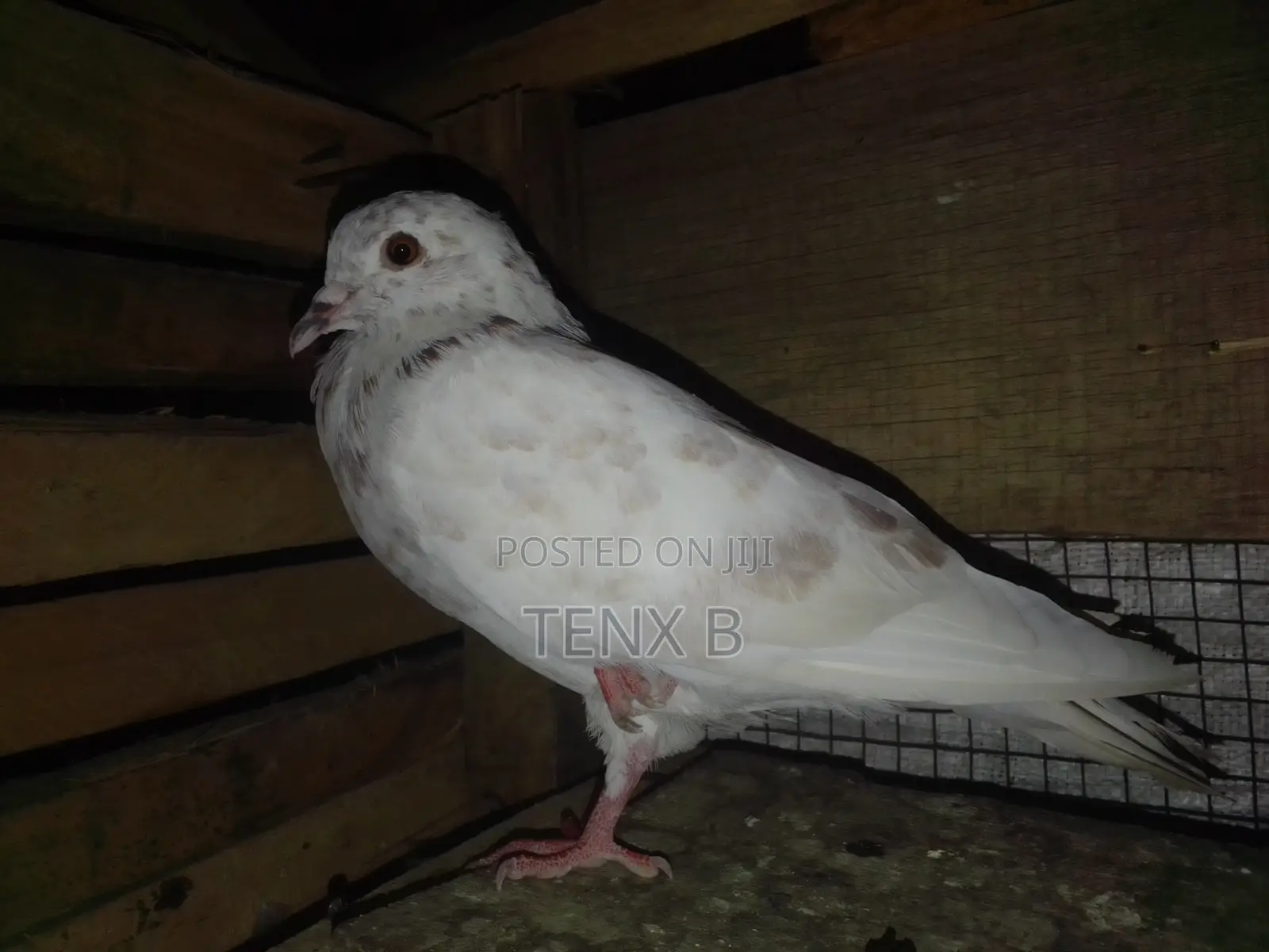 Top Quality/Gorgeous/Normal Pigeons : ገራሚ ገራሚ እርግቦች በብዛት