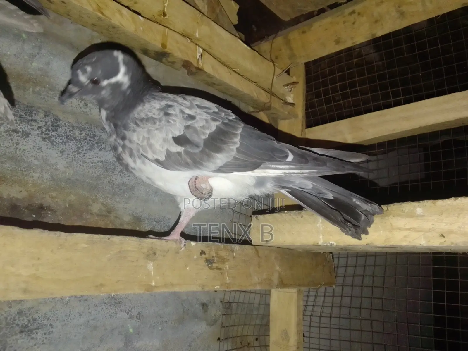 Top Quality/Gorgeous/Normal Pigeons : ገራሚ ገራሚ እርግቦች በብዛት