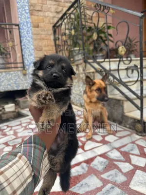 1-3 months Male Purebred German Shepherd