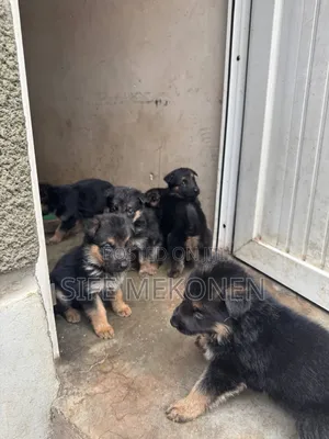 1-3 months Male Purebred German Shepherd