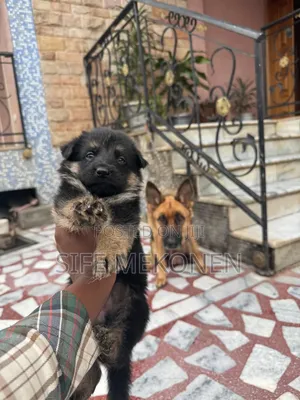 1-3 months Male Purebred German Shepherd