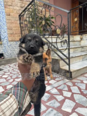 1-3 months Male Purebred German Shepherd