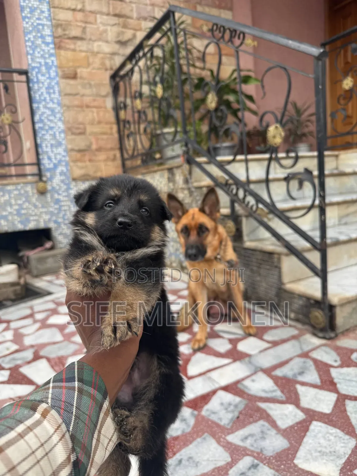 1-3 months Male Purebred German Shepherd