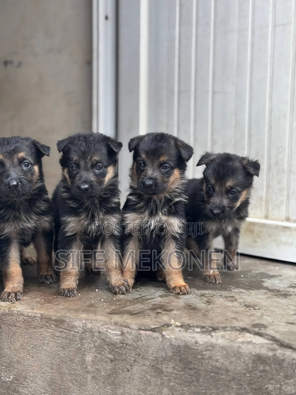 1-3 months Male Purebred German Shepherd