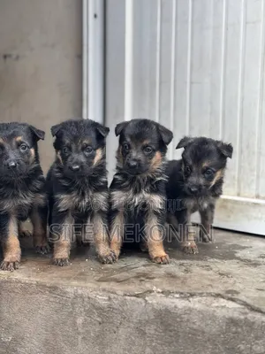 1-3 months Male Purebred German Shepherd