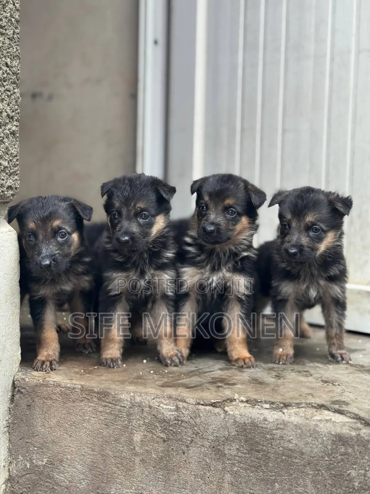 1-3 months Male Purebred German Shepherd