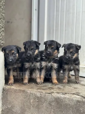 1-3 months Male Purebred German Shepherd