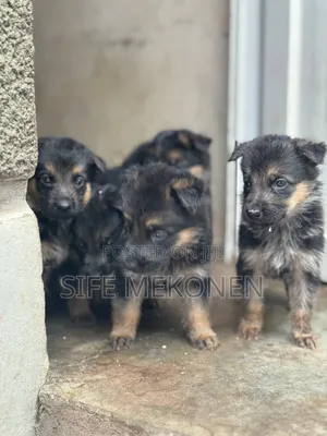 1-3 months Male Purebred German Shepherd