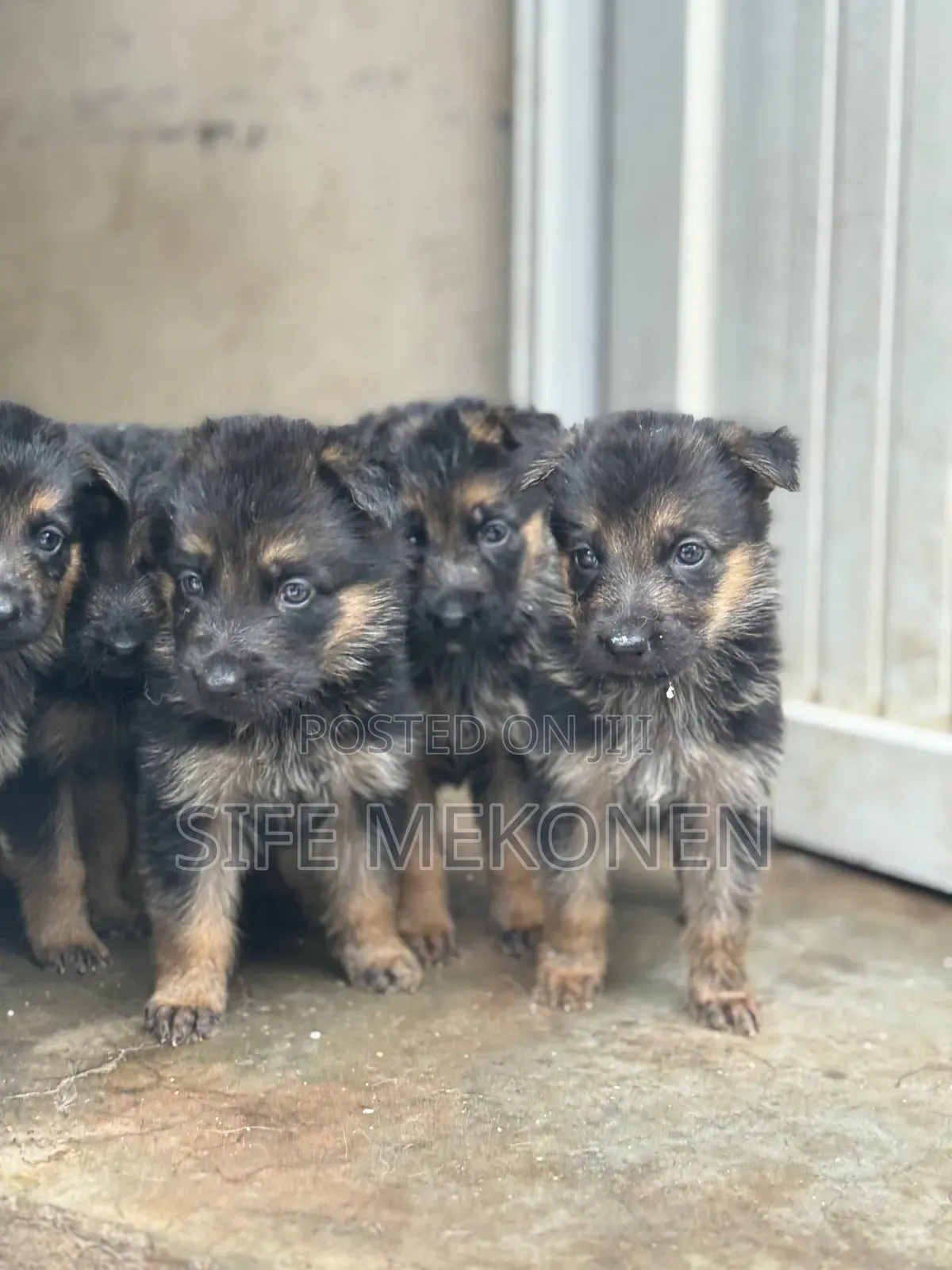 1-3 months Female Purebred German Shepherd