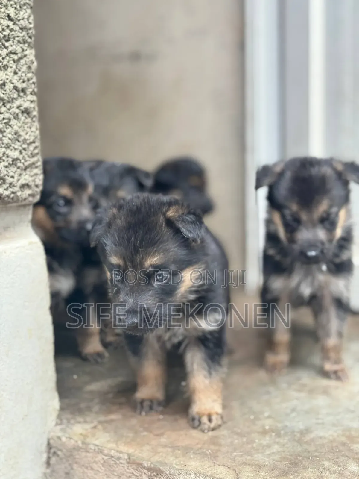 1-3 months Female Purebred German Shepherd