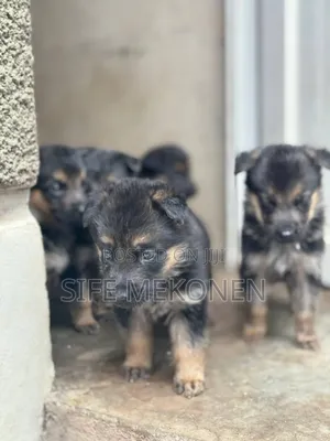 1-3 months Female Purebred German Shepherd