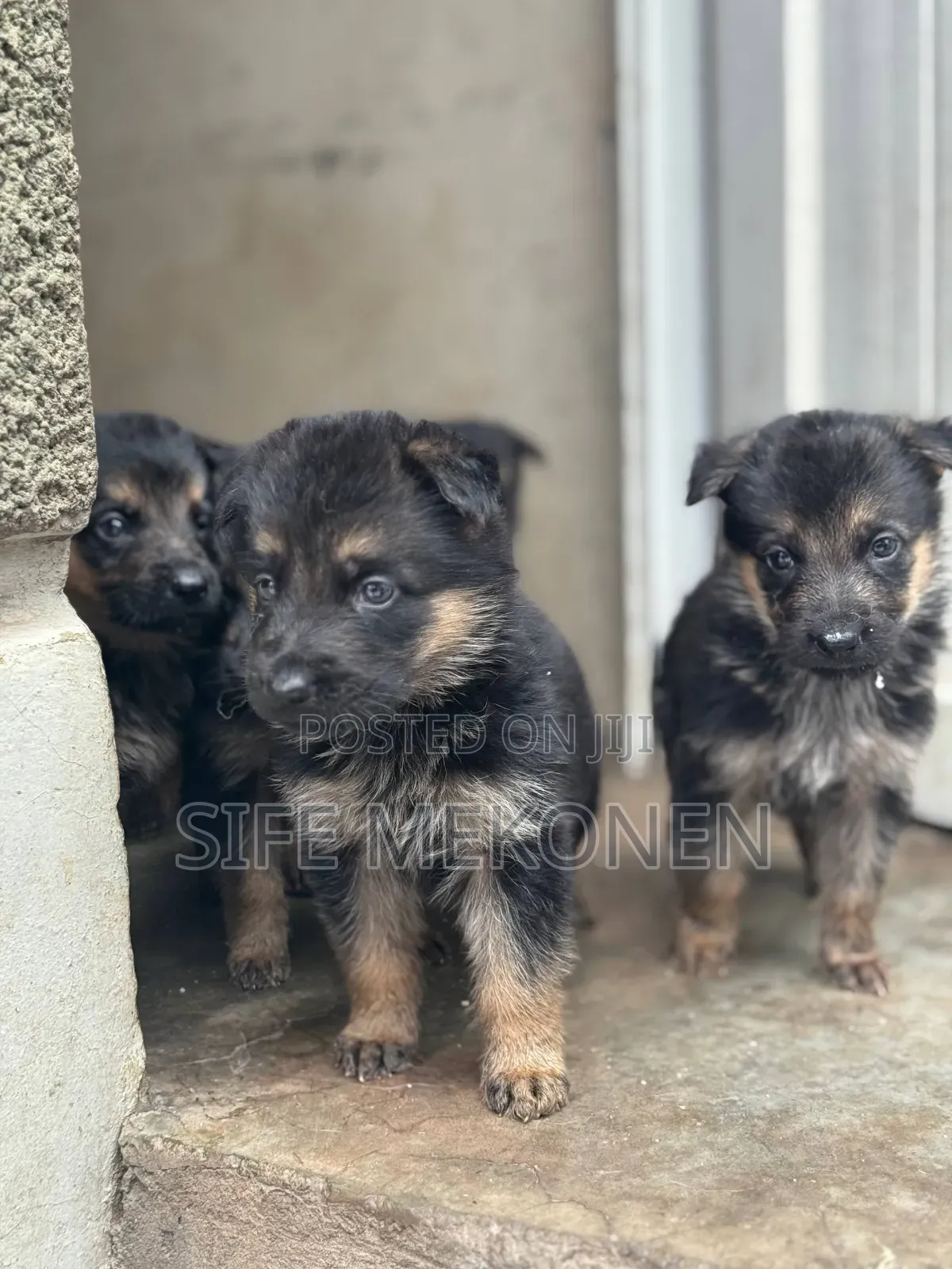 1-3 months Female Purebred German Shepherd