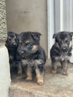1-3 months Female Purebred German Shepherd