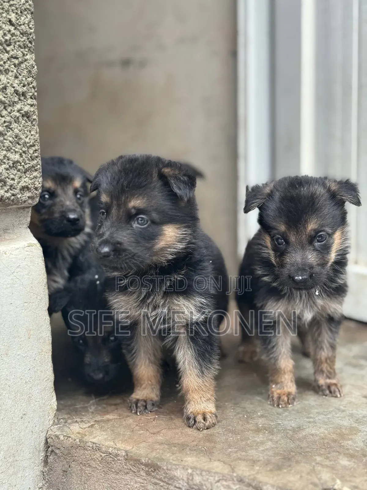 1-3 months Female Purebred German Shepherd