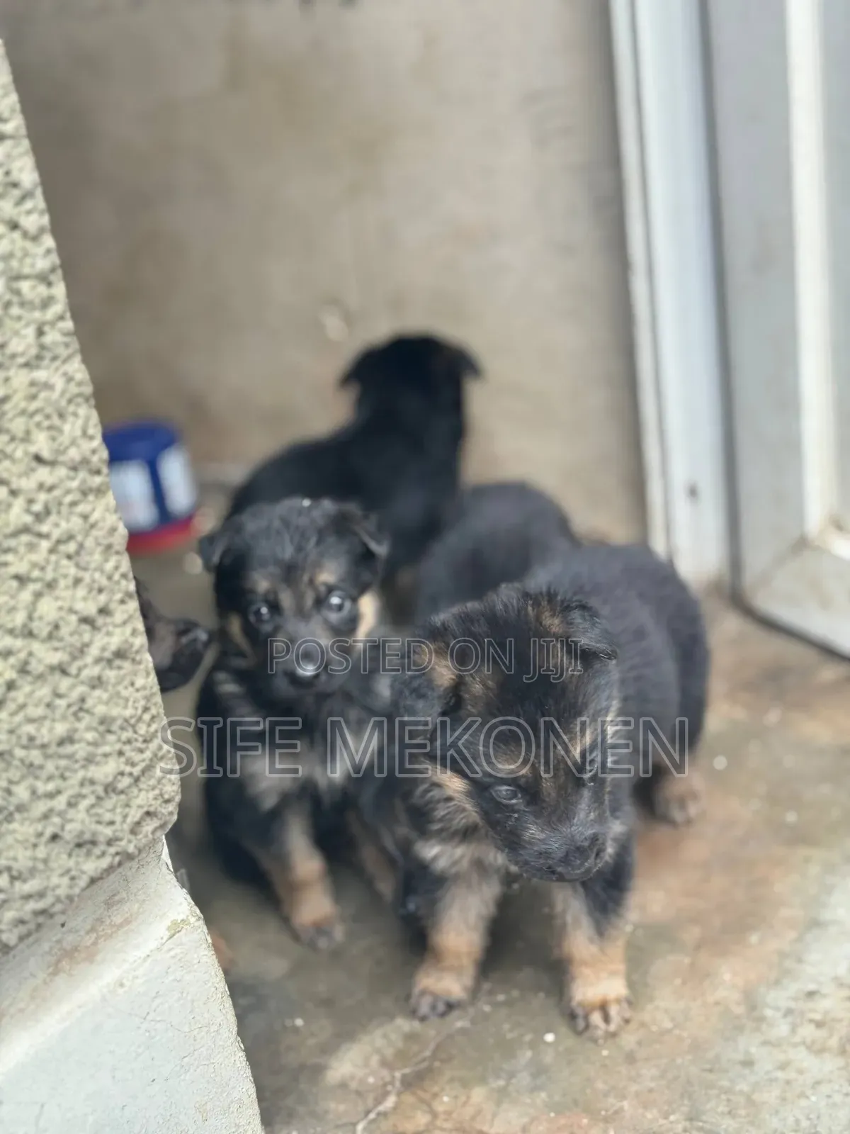 1-3 months Female Purebred German Shepherd