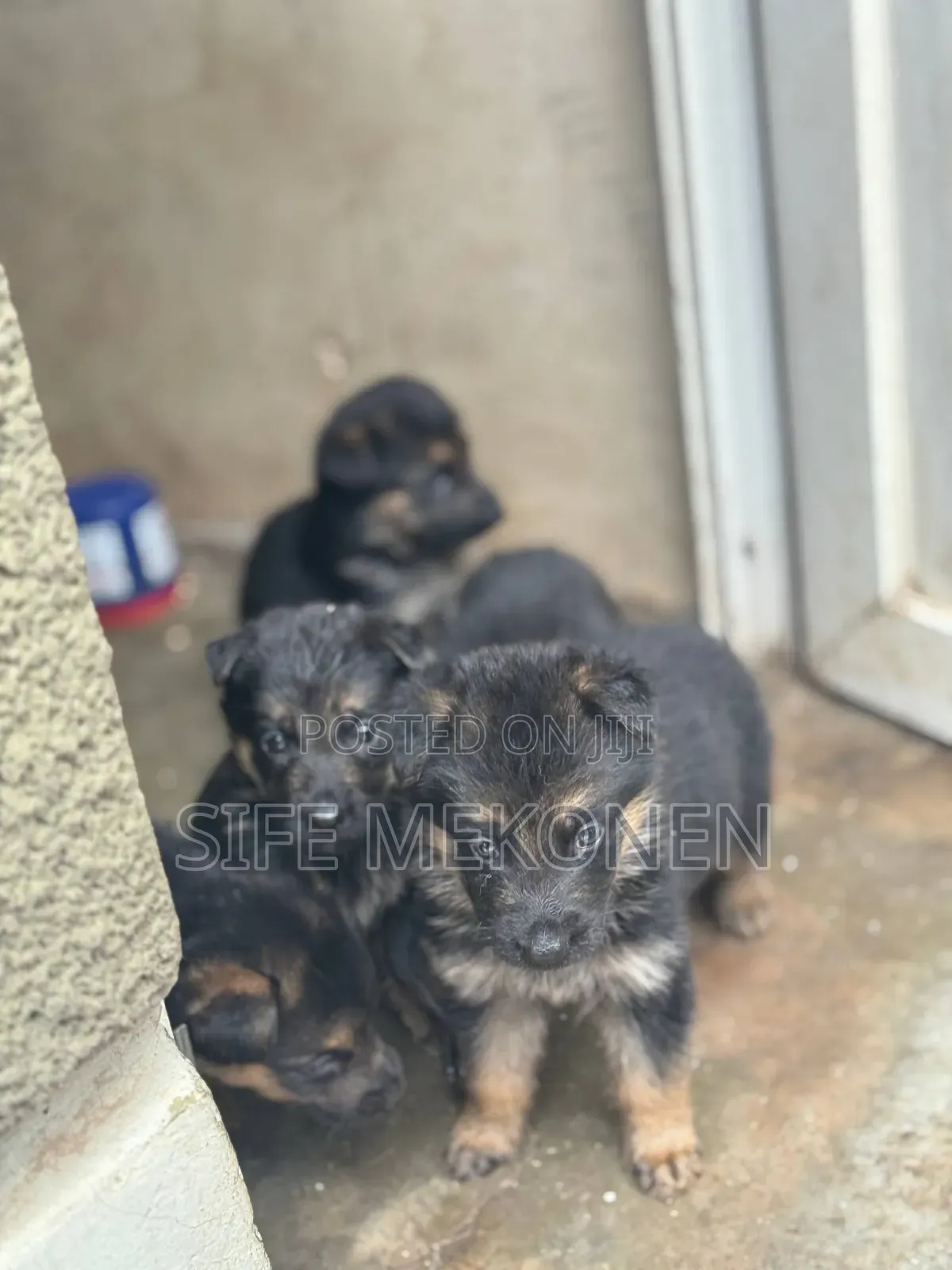 1-3 months Female Purebred German Shepherd