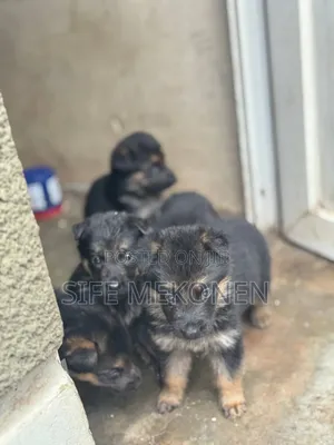 1-3 months Female Purebred German Shepherd