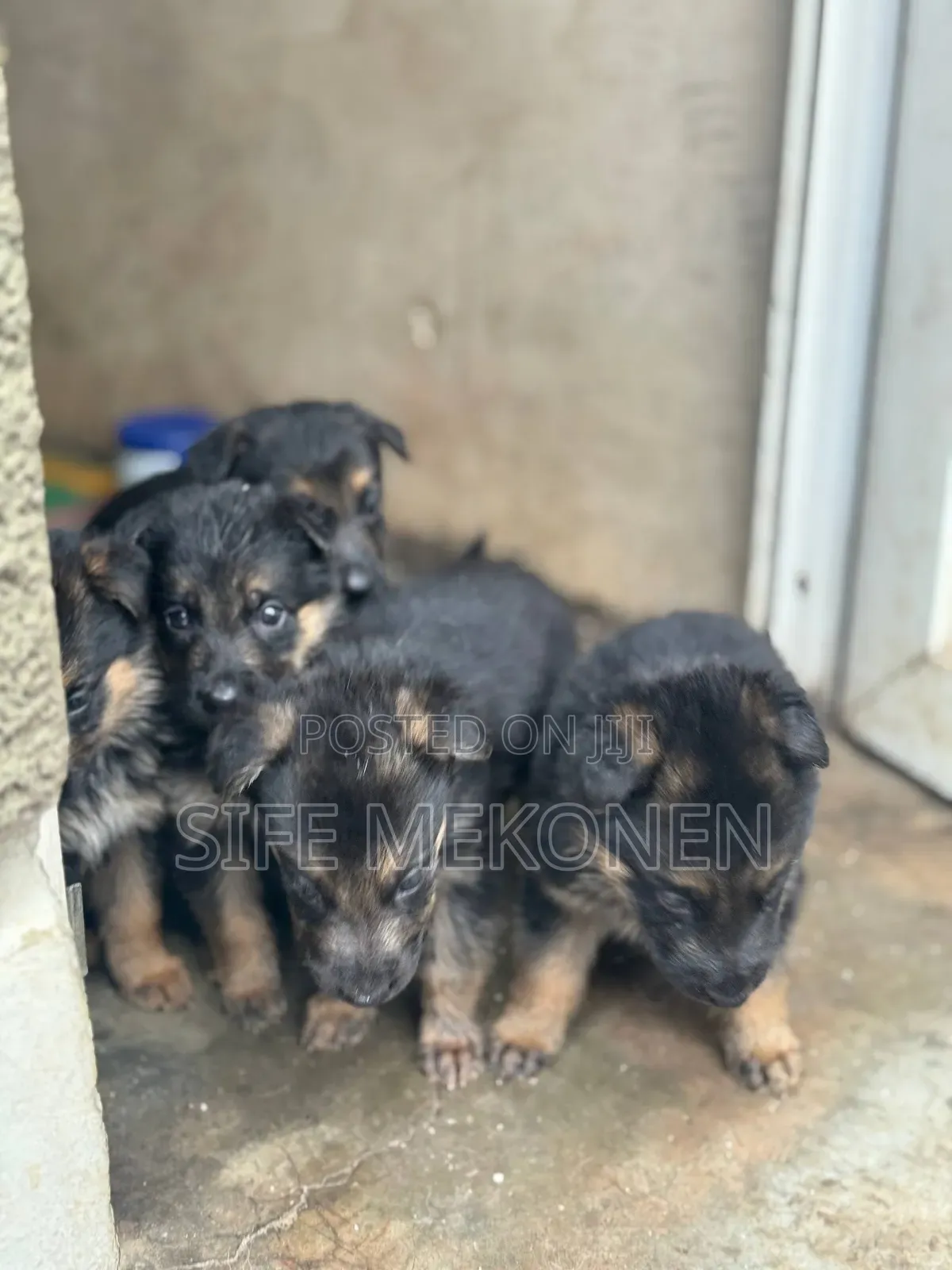 1-3 months Female Purebred German Shepherd