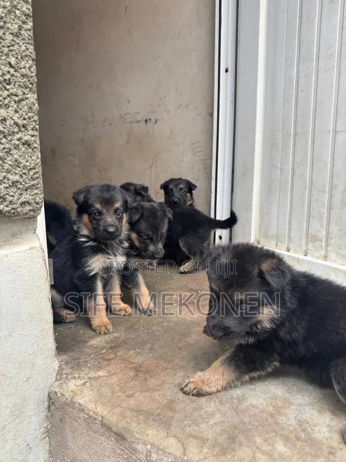 1-3 months Female Purebred German Shepherd