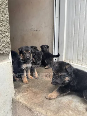 1-3 months Female Purebred German Shepherd