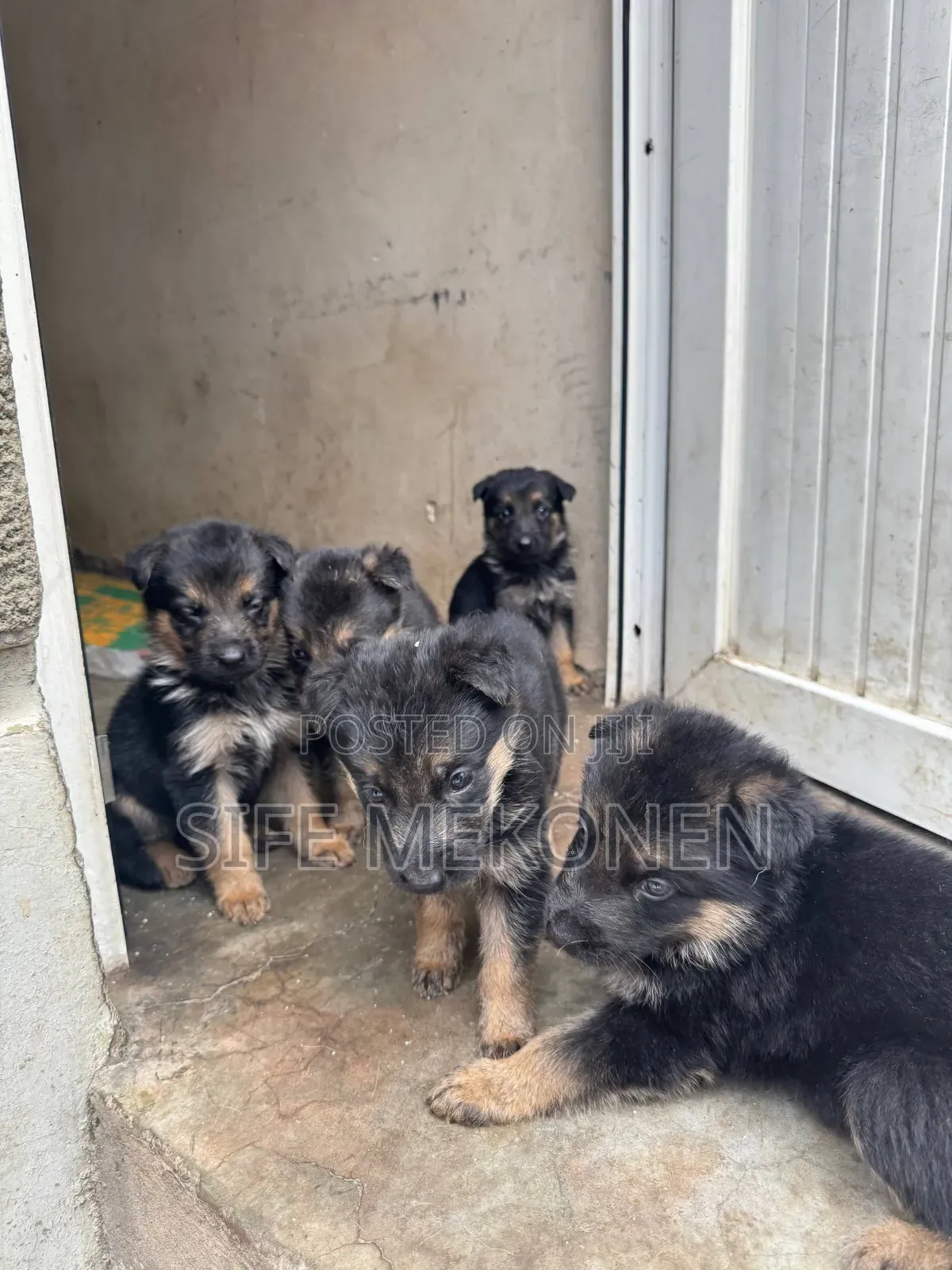 1-3 months Female Purebred German Shepherd