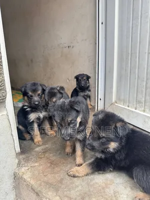 1-3 months Female Purebred German Shepherd