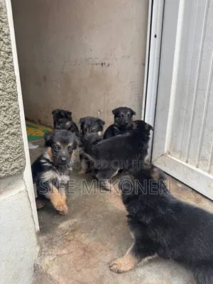 1-3 months Female Purebred German Shepherd