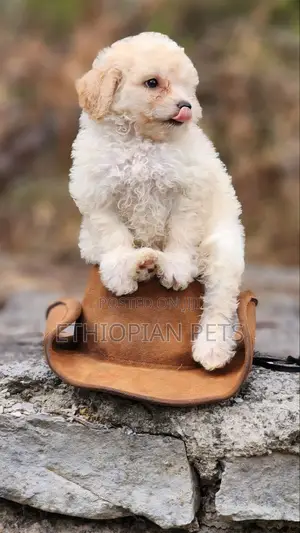 1-3 months Male Purebred Maltipoo
