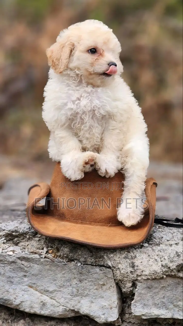 1-3 months Male Purebred Maltipoo