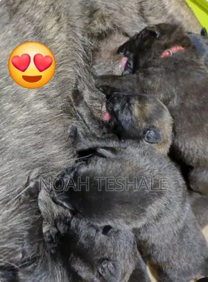 0-1 month Male Purebred Dutch Shepherd