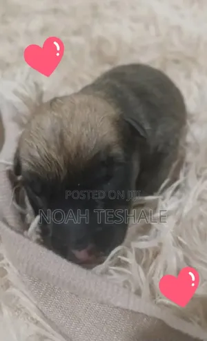 0-1 month Male Purebred Dutch Shepherd