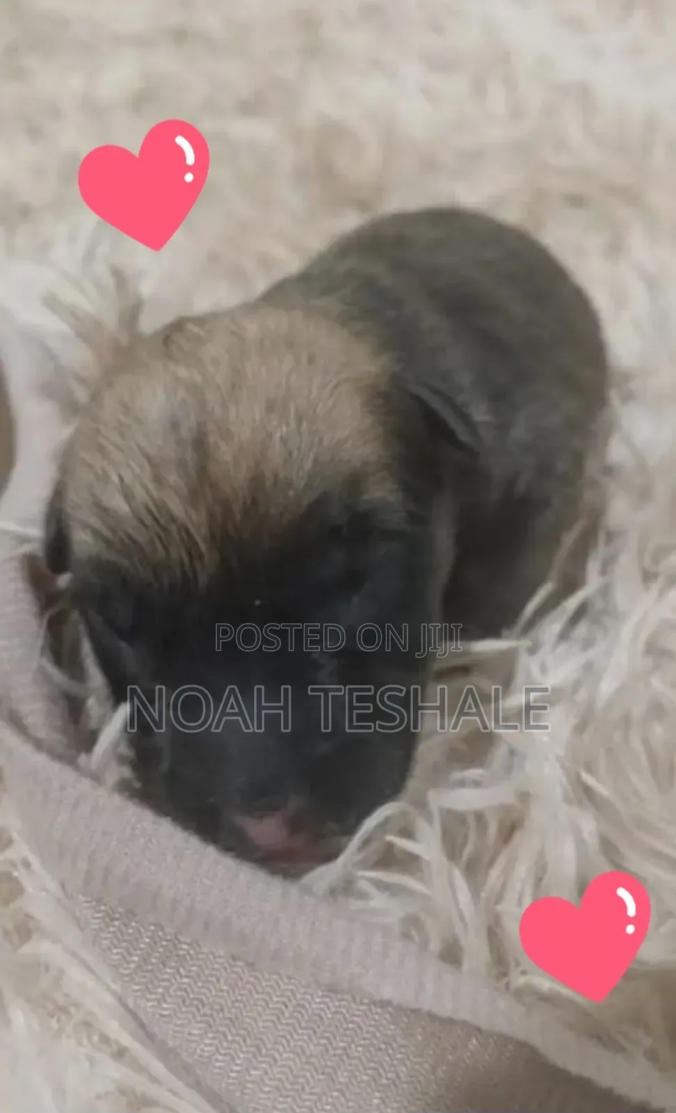 0-1 month Male Purebred Dutch Shepherd