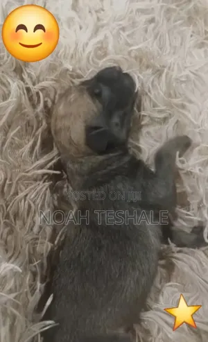 0-1 month Male Purebred Dutch Shepherd