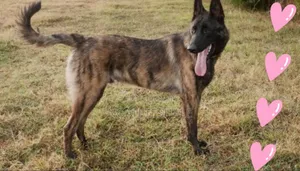 0-1 month Male Purebred Dutch Shepherd
