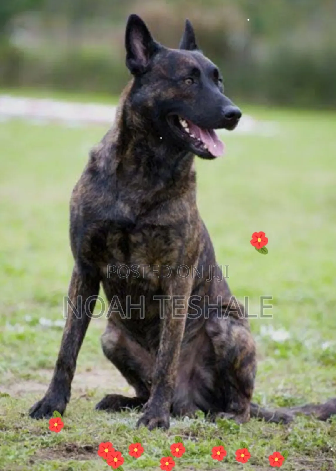 0-1 month Male Purebred Dutch Shepherd