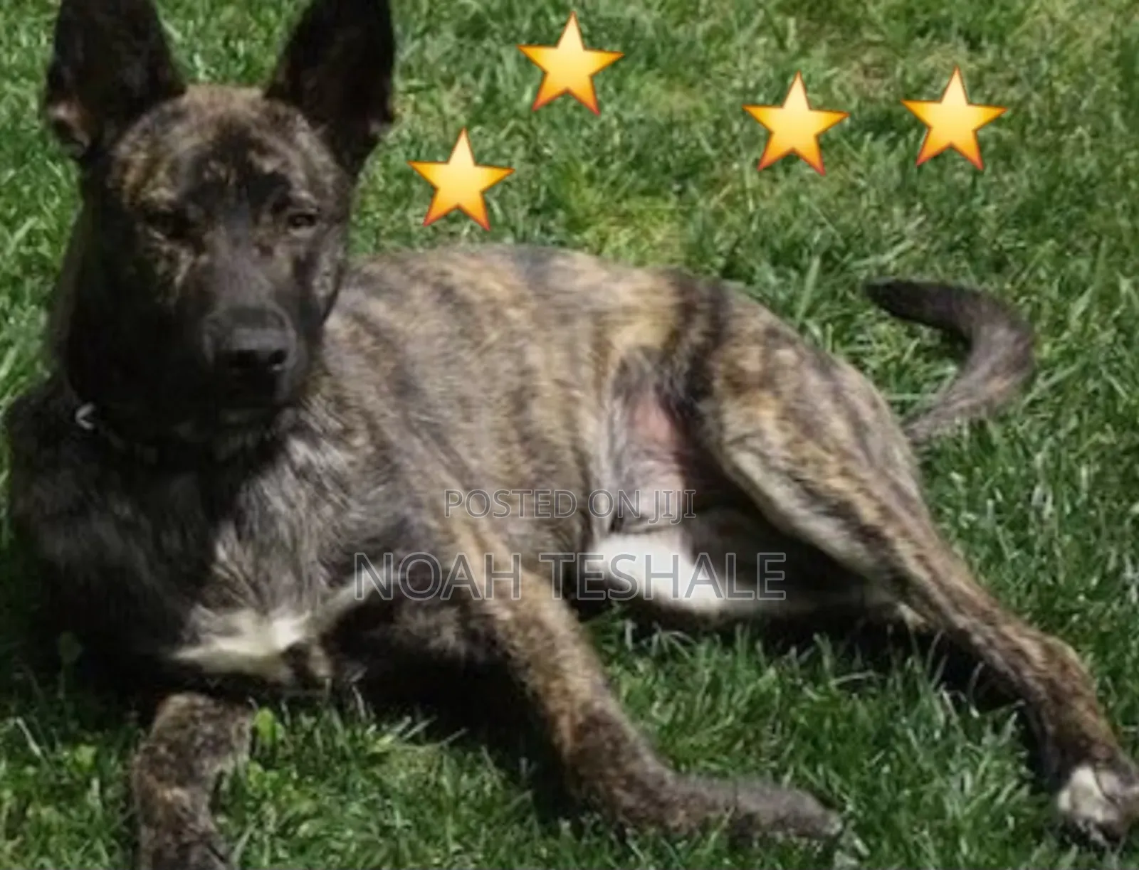 0-1 month Male Purebred Dutch Shepherd