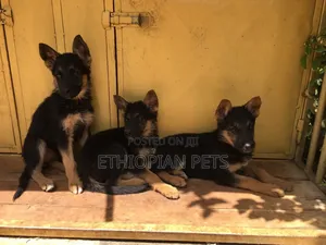 3-6 months Male Purebred German Shepherd
