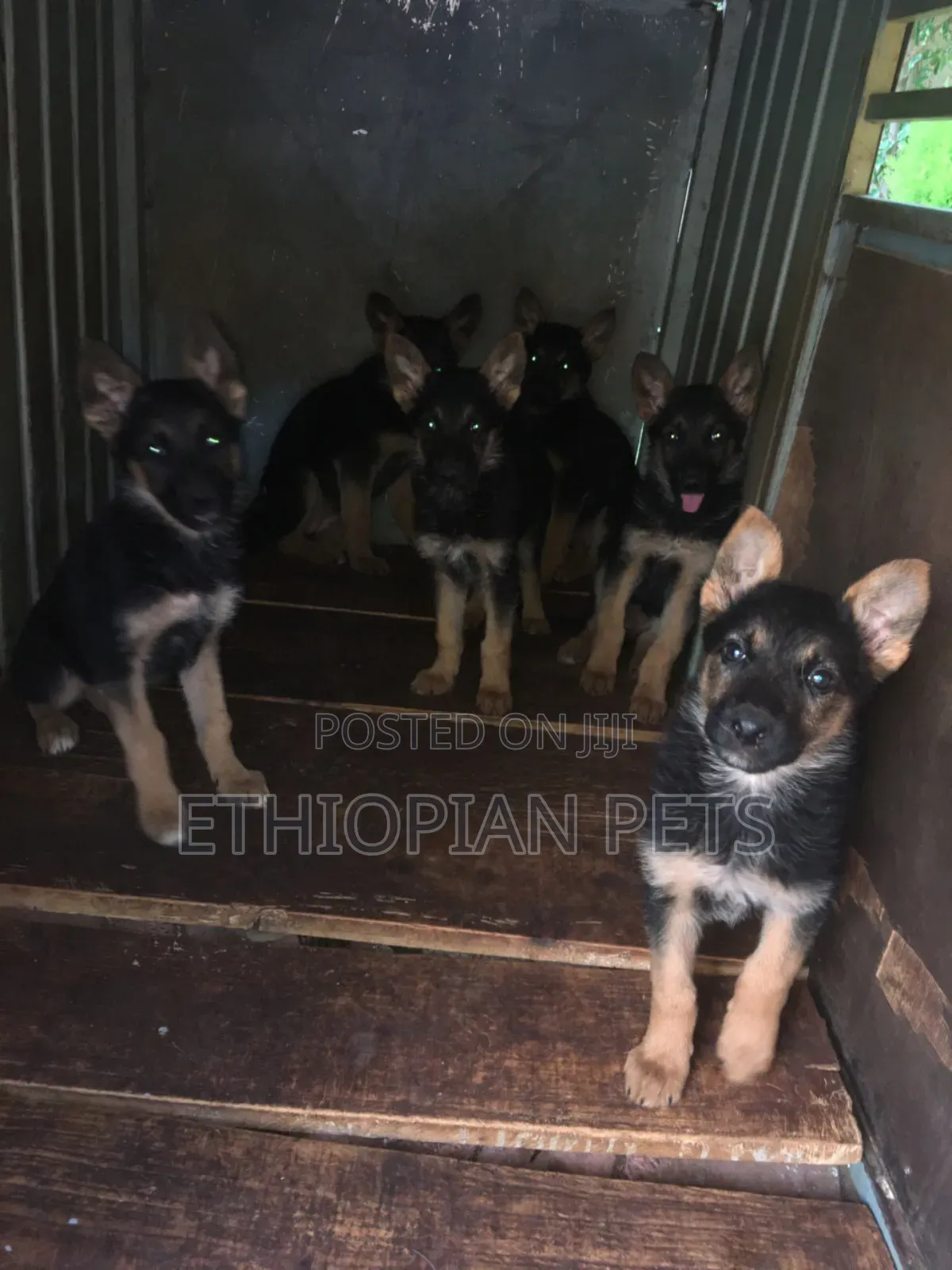 1-3 months Male Purebred German Shepherd