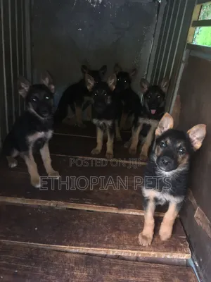 1-3 months Male Purebred German Shepherd