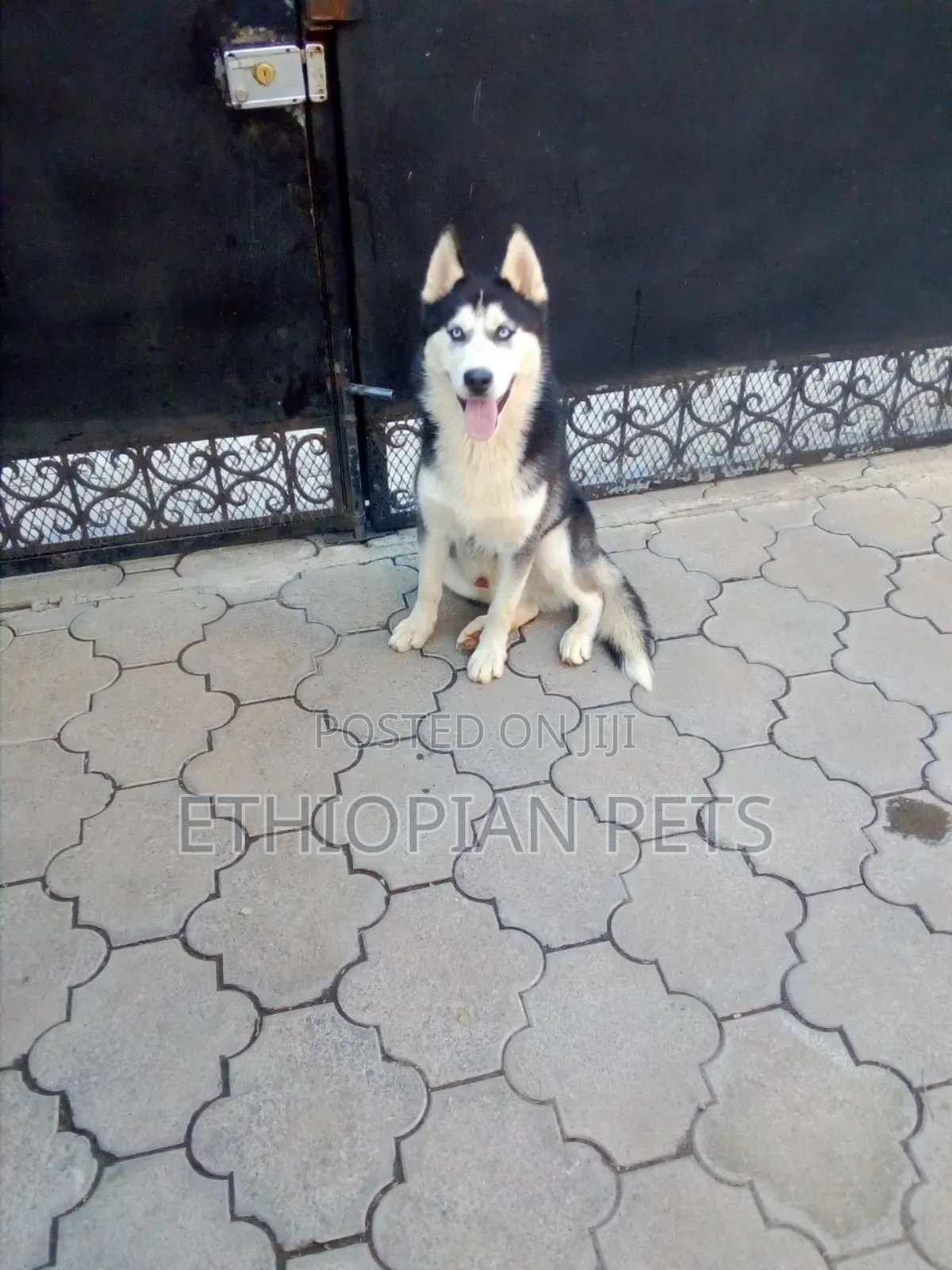 3-6 months Male Purebred Siberian Husky