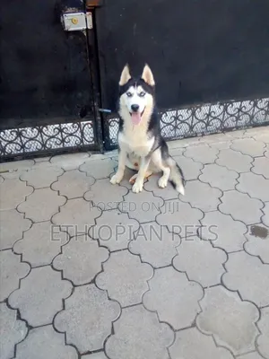 3-6 months Male Purebred Siberian Husky
