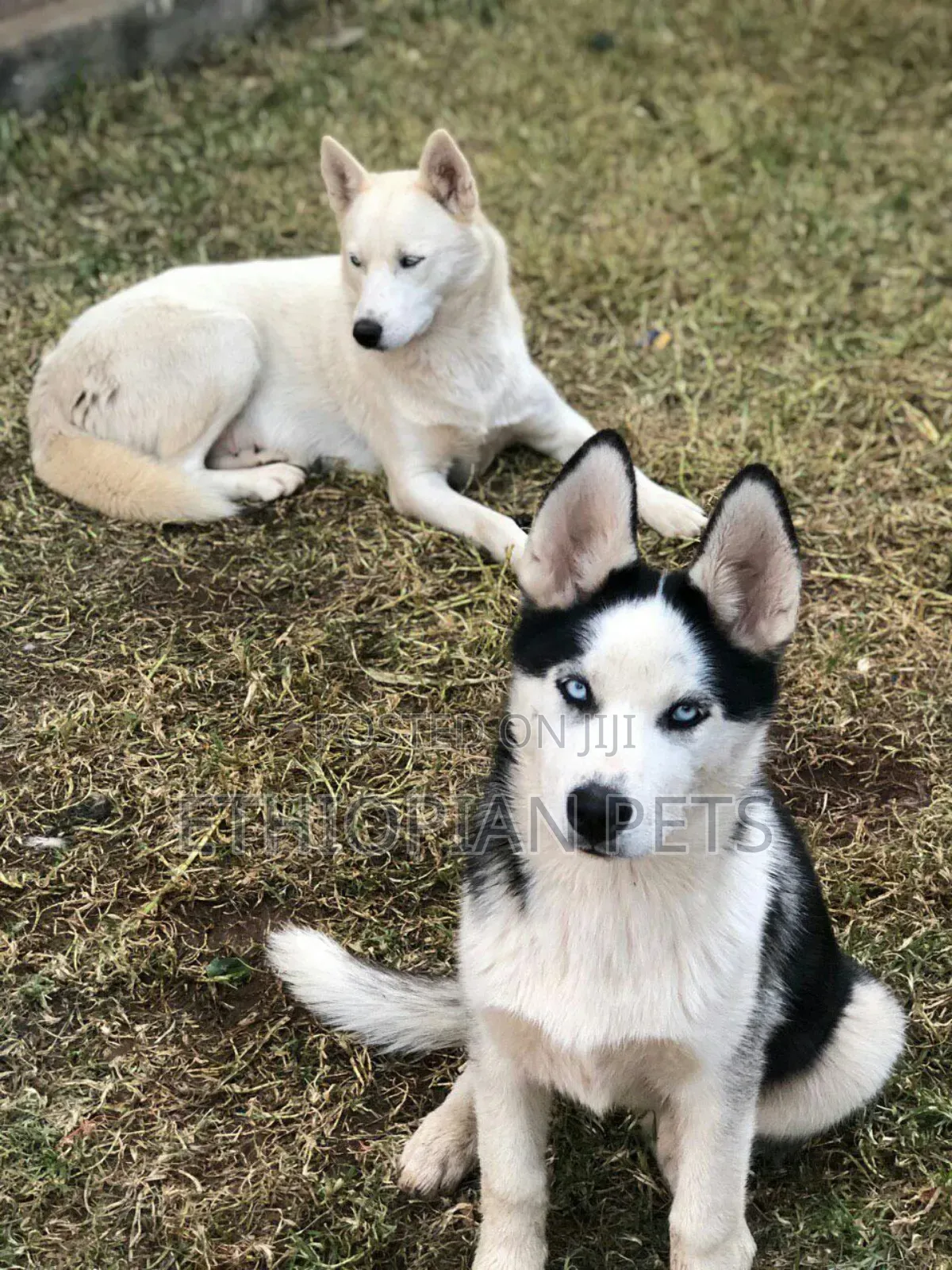 3-6 months Male Purebred Siberian Husky
