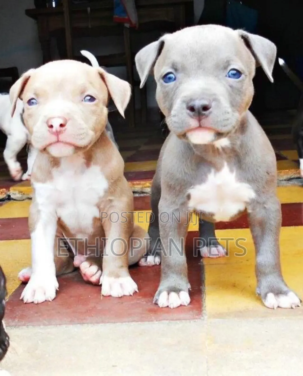 1-3 months Male Purebred American Pit Bull Terrier