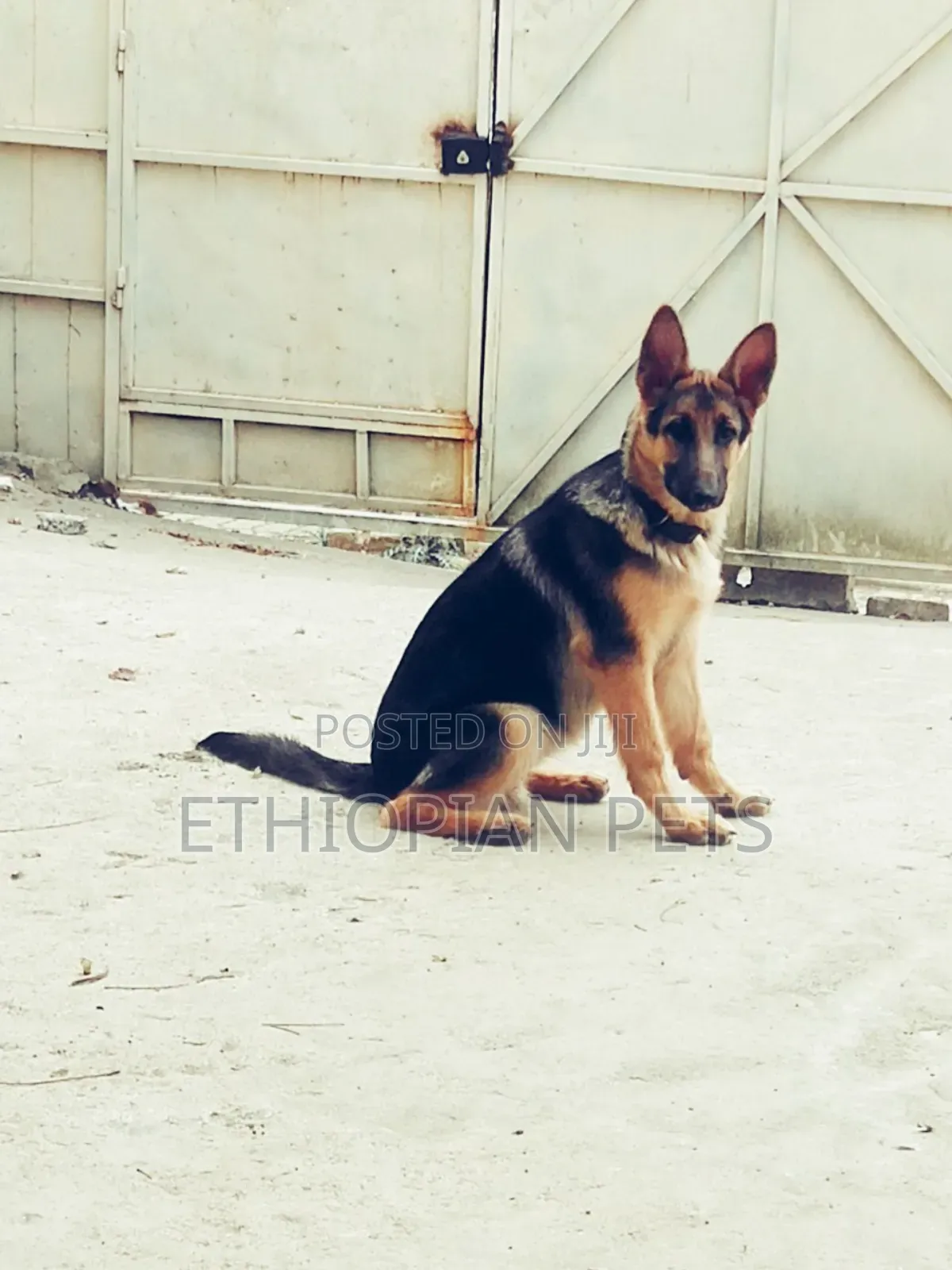 3-6 months Female Purebred German Shepherd
